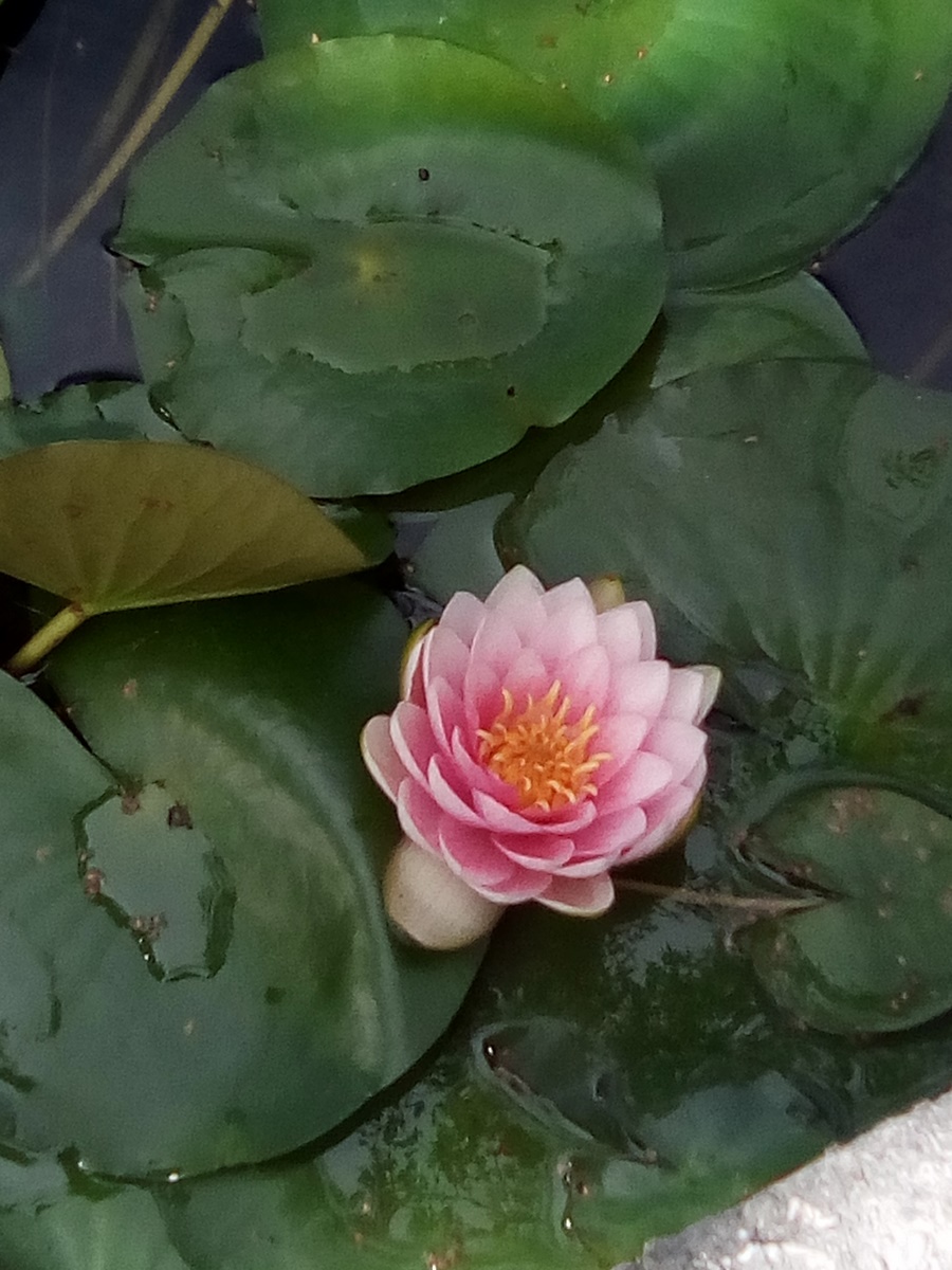 Lotus_metamorphique